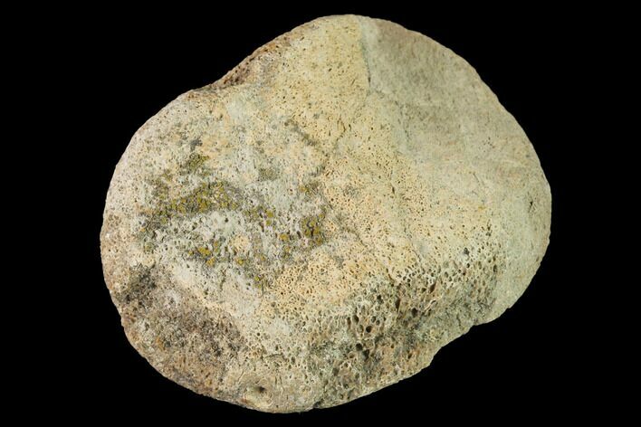 Fossil Hadrosaur Phalange - Alberta (Disposition #-) #143307